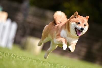 犬が飼い主に『突進』する3つの理由　体当たりをしてくるのはなぜ？やめさせるべき？