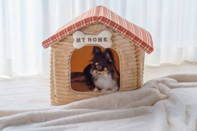 犬が『リラックス』できる環境とは？居心地のいい空間を作るコツや今日からできる工夫まで