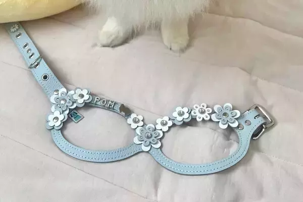奮発して『1万8000円のハーネス』を犬につけた結果→『可愛い柄だな』と思ったら…『まさかの展開』に爆笑「一生懸命見せてくれるの可愛いｗ」
