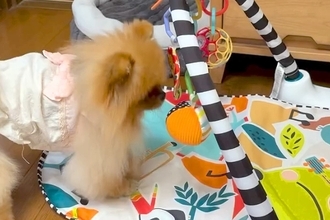 鈴の音が聞こえてきたので、ふと犬を見てみた結果→『人間の赤ちゃん用おもちゃ』で…可愛すぎる光景に反響「楽しそうｗ」「ボクサーみたい」