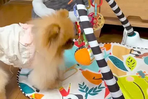 鈴の音が聞こえてきたので、ふと犬を見てみた結果→『人間の赤ちゃん用おもちゃ』で…可愛すぎる光景に反響「楽しそうｗ」「ボクサーみたい」