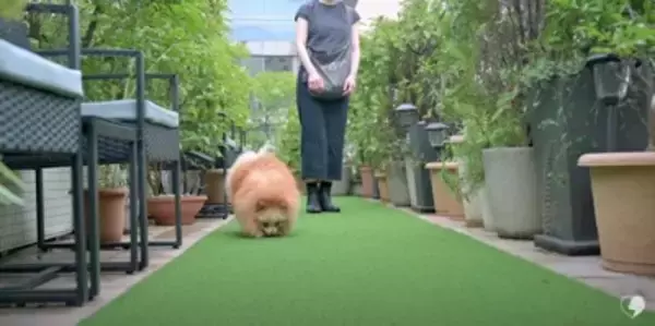 カット中も笑顔を忘れないポメラニアンのトリミング　大変身ビフォーアフターに大絶賛「違う感じのふわもこで最高」「美しい」