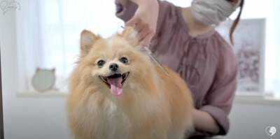 カット中も笑顔を忘れないポメラニアンのトリミング　大変身ビフォーアフターに大絶賛「違う感じのふわもこで最高」「美しい」