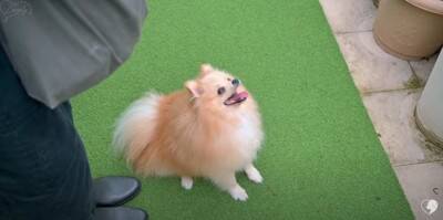 カット中も笑顔を忘れないポメラニアンのトリミング　大変身ビフォーアフターに大絶賛「違う感じのふわもこで最高」「美しい」