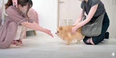 カット中も笑顔を忘れないポメラニアンのトリミング　大変身ビフォーアフターに大絶賛「違う感じのふわもこで最高」「美しい」