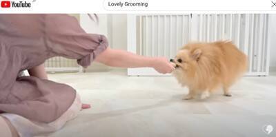 カット中も笑顔を忘れないポメラニアンのトリミング　大変身ビフォーアフターに大絶賛「違う感じのふわもこで最高」「美しい」