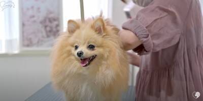 カット中も笑顔を忘れないポメラニアンのトリミング　大変身ビフォーアフターに大絶賛「違う感じのふわもこで最高」「美しい」