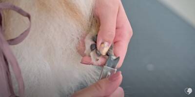 カット中も笑顔を忘れないポメラニアンのトリミング　大変身ビフォーアフターに大絶賛「違う感じのふわもこで最高」「美しい」