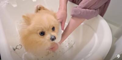 カット中も笑顔を忘れないポメラニアンのトリミング　大変身ビフォーアフターに大絶賛「違う感じのふわもこで最高」「美しい」