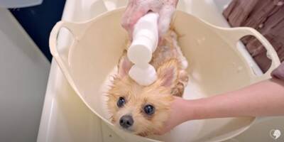 カット中も笑顔を忘れないポメラニアンのトリミング　大変身ビフォーアフターに大絶賛「違う感じのふわもこで最高」「美しい」