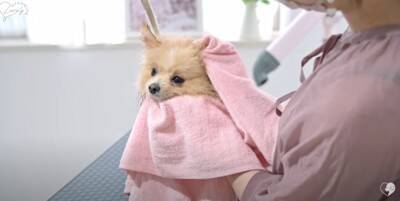 カット中も笑顔を忘れないポメラニアンのトリミング　大変身ビフォーアフターに大絶賛「違う感じのふわもこで最高」「美しい」