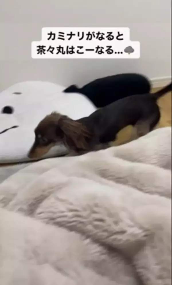 雷が鳴ると…『助けを求めに来る犬』の行動が可愛すぎると28万2000再生を突破「ぎゅってしてあげたい」「怖かったねえ」の声