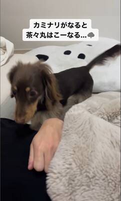 雷が鳴ると…『助けを求めに来る犬』の行動が可愛すぎると28万2000再生を突破「ぎゅってしてあげたい」「怖かったねえ」の声