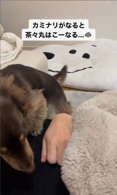 雷が鳴ると…『助けを求めに来る犬』の行動が可愛すぎると28万2000再生を突破「ぎゅってしてあげたい」「怖かったねえ」の声