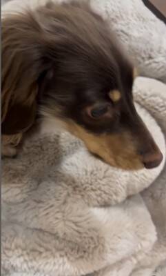 雷が鳴ると…『助けを求めに来る犬』の行動が可愛すぎると28万2000再生を突破「ぎゅってしてあげたい」「怖かったねえ」の声