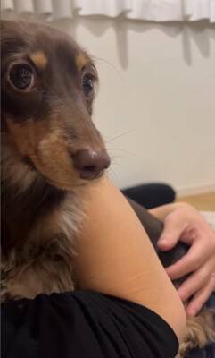 雷が鳴ると…『助けを求めに来る犬』の行動が可愛すぎると28万2000再生を突破「ぎゅってしてあげたい」「怖かったねえ」の声