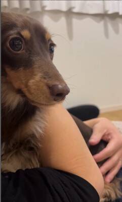 雷が鳴ると…『助けを求めに来る犬』の行動が可愛すぎると28万2000再生を突破「ぎゅってしてあげたい」「怖かったねえ」の声