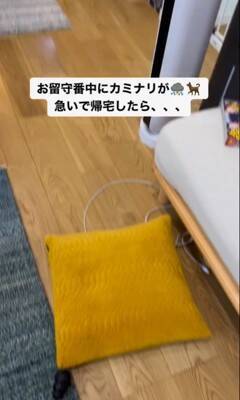 雷が鳴ると…『助けを求めに来る犬』の行動が可愛すぎると28万2000再生を突破「ぎゅってしてあげたい」「怖かったねえ」の声