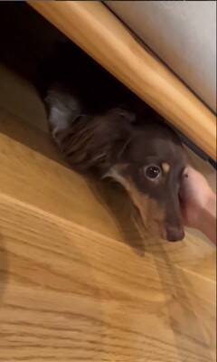 雷が鳴ると…『助けを求めに来る犬』の行動が可愛すぎると28万2000再生を突破「ぎゅってしてあげたい」「怖かったねえ」の声