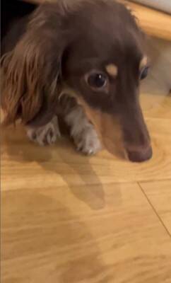 雷が鳴ると…『助けを求めに来る犬』の行動が可愛すぎると28万2000再生を突破「ぎゅってしてあげたい」「怖かったねえ」の声