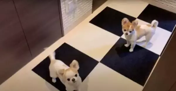 飼い主が好き過ぎる犬…まさかの『入浴中に様子を見にくる姿』が健気で可愛いと悶絶の声「何度もくるの好き」「愛されるのね」と13万再生