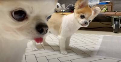 飼い主が好き過ぎる犬…まさかの『入浴中に様子を見にくる姿』が健気で可愛いと悶絶の声「何度もくるの好き」「愛されるのね」と13万再生