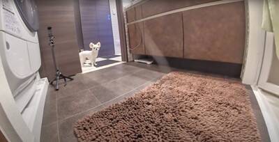 飼い主が好き過ぎる犬…まさかの『入浴中に様子を見にくる姿』が健気で可愛いと悶絶の声「何度もくるの好き」「愛されるのね」と13万再生