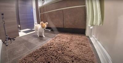 飼い主が好き過ぎる犬…まさかの『入浴中に様子を見にくる姿』が健気で可愛いと悶絶の声「何度もくるの好き」「愛されるのね」と13万再生