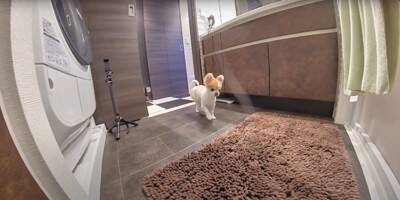 飼い主が好き過ぎる犬…まさかの『入浴中に様子を見にくる姿』が健気で可愛いと悶絶の声「何度もくるの好き」「愛されるのね」と13万再生