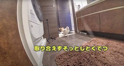 飼い主が好き過ぎる犬…まさかの『入浴中に様子を見にくる姿』が健気で可愛いと悶絶の声「何度もくるの好き」「愛されるのね」と13万再生