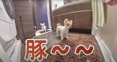 飼い主が好き過ぎる犬…まさかの『入浴中に様子を見にくる姿』が健気で可愛いと悶絶の声「何度もくるの好き」「愛されるのね」と13万再生