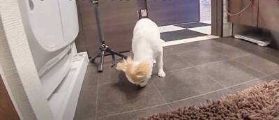 飼い主が好き過ぎる犬…まさかの『入浴中に様子を見にくる姿』が健気で可愛いと悶絶の声「何度もくるの好き」「愛されるのね」と13万再生