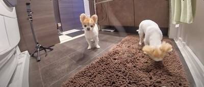 飼い主が好き過ぎる犬…まさかの『入浴中に様子を見にくる姿』が健気で可愛いと悶絶の声「何度もくるの好き」「愛されるのね」と13万再生