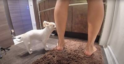 飼い主が好き過ぎる犬…まさかの『入浴中に様子を見にくる姿』が健気で可愛いと悶絶の声「何度もくるの好き」「愛されるのね」と13万再生