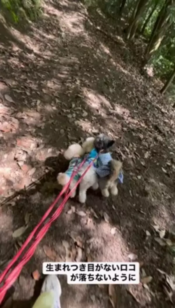 『生まれつき目がない犬』とお散歩した結果…まさかの『鉄壁ガード』をする犬たちが822万再生「なんて優しいの」「泣いた」と感動の声