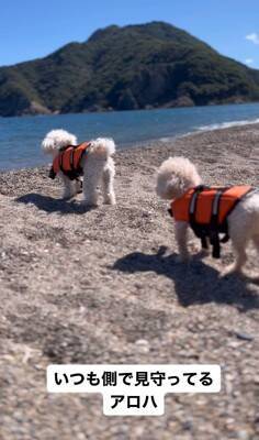 『生まれつき目がない犬』とお散歩した結果…まさかの『鉄壁ガード』をする犬たちが822万再生「なんて優しいの」「泣いた」と感動の声