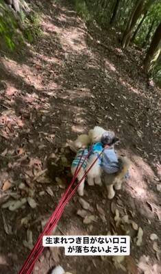 『生まれつき目がない犬』とお散歩した結果…まさかの『鉄壁ガード』をする犬たちが822万再生「なんて優しいの」「泣いた」と感動の声