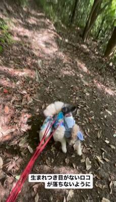 『生まれつき目がない犬』とお散歩した結果…まさかの『鉄壁ガード』をする犬たちが822万再生「なんて優しいの」「泣いた」と感動の声