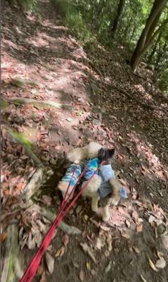 『生まれつき目がない犬』とお散歩した結果…まさかの『鉄壁ガード』をする犬たちが822万再生「なんて優しいの」「泣いた」と感動の声