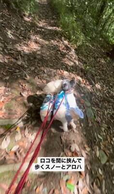 『生まれつき目がない犬』とお散歩した結果…まさかの『鉄壁ガード』をする犬たちが822万再生「なんて優しいの」「泣いた」と感動の声