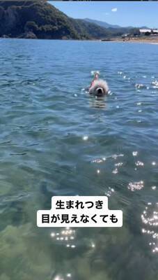 『生まれつき目がない犬』とお散歩した結果…まさかの『鉄壁ガード』をする犬たちが822万再生「なんて優しいの」「泣いた」と感動の声