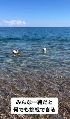 『生まれつき目がない犬』とお散歩した結果…まさかの『鉄壁ガード』をする犬たちが822万再生「なんて優しいの」「泣いた」と感動の声