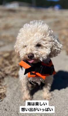 『生まれつき目がない犬』とお散歩した結果…まさかの『鉄壁ガード』をする犬たちが822万再生「なんて優しいの」「泣いた」と感動の声