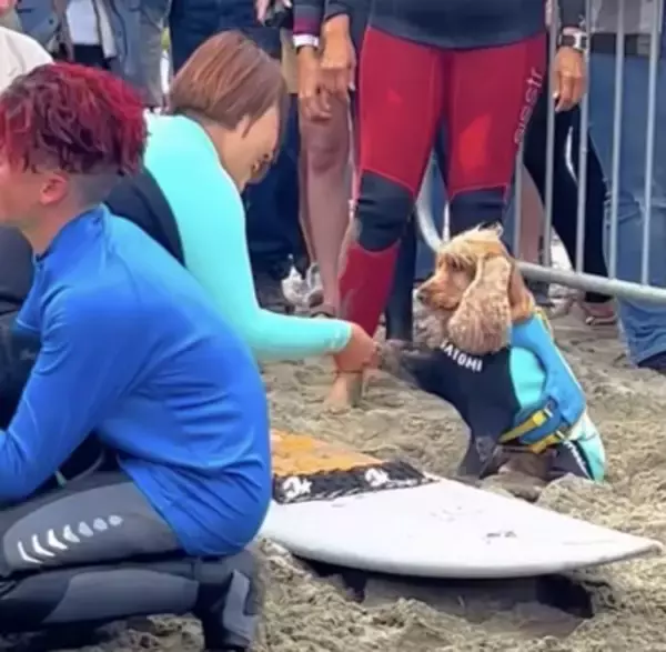 犬が『ドッグサーフィンの世界大会』に初挑戦した結果…見事メダルを獲得したプレーが最高すぎると話題「本当にすごい」「感動をありがとう」