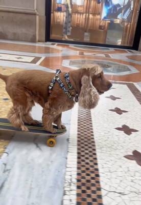 犬が『ドッグサーフィンの世界大会』に初挑戦した結果…見事メダルを獲得したプレーが最高すぎると話題「本当にすごい」「感動をありがとう」