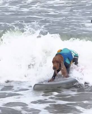 犬が『ドッグサーフィンの世界大会』に初挑戦した結果…見事メダルを獲得したプレーが最高すぎると話題「本当にすごい」「感動をありがとう」