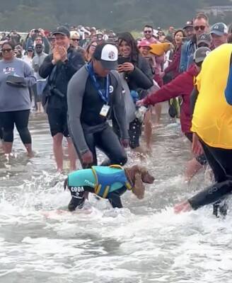犬が『ドッグサーフィンの世界大会』に初挑戦した結果…見事メダルを獲得したプレーが最高すぎると話題「本当にすごい」「感動をありがとう」