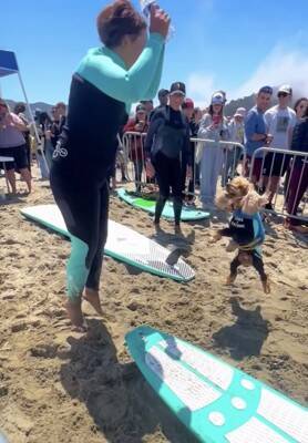 犬が『ドッグサーフィンの世界大会』に初挑戦した結果…見事メダルを獲得したプレーが最高すぎると話題「本当にすごい」「感動をありがとう」