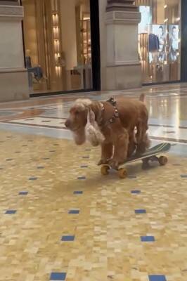 犬が『ドッグサーフィンの世界大会』に初挑戦した結果…見事メダルを獲得したプレーが最高すぎると話題「本当にすごい」「感動をありがとう」