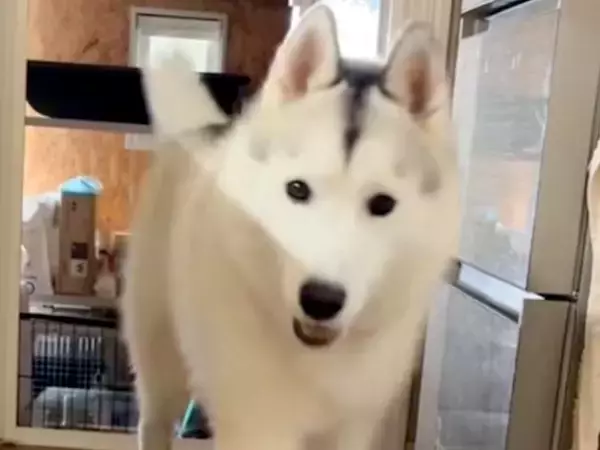 大型犬の3匹に『おいで』と声をかけた結果→子犬と成犬がきて…わかりやすすぎる『態度の違い』が11万再生「ぬんって感じｗ」「人間と一緒」